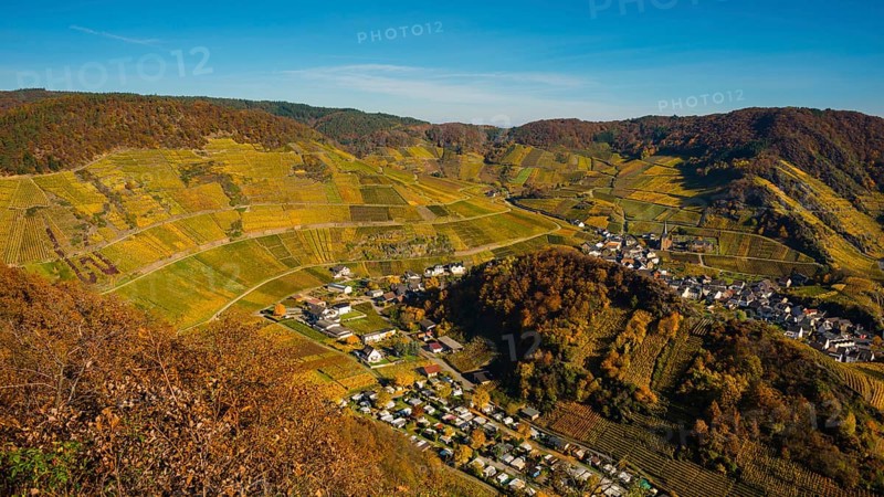 Vineyards in autumn, Mayschoß with parish church, red wine growing region Ahrtal, red wine of the Pinot Noir and Portugieser grape is grown here, Eifel, Rhineland-Palatinate, Germany, Europe