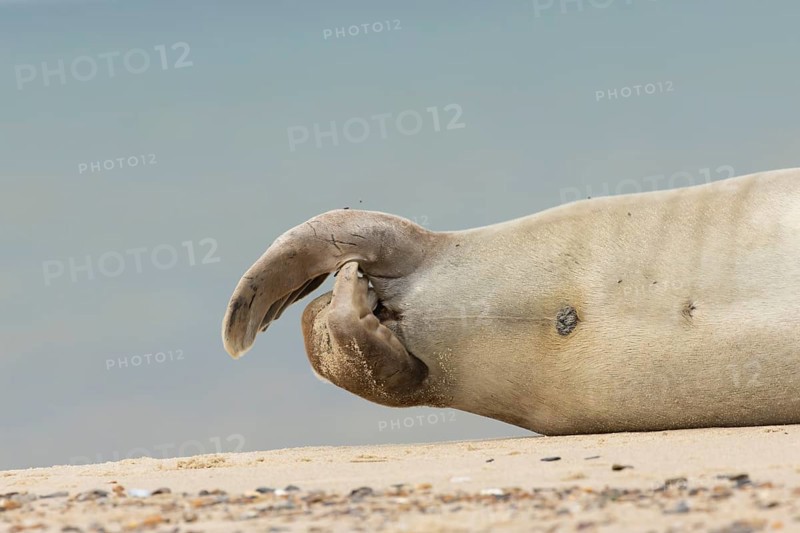 Grey seal (Halichoerus grypus) adult animal close up of its hind flippers, Norfolk, England, United Kingdom, Europe