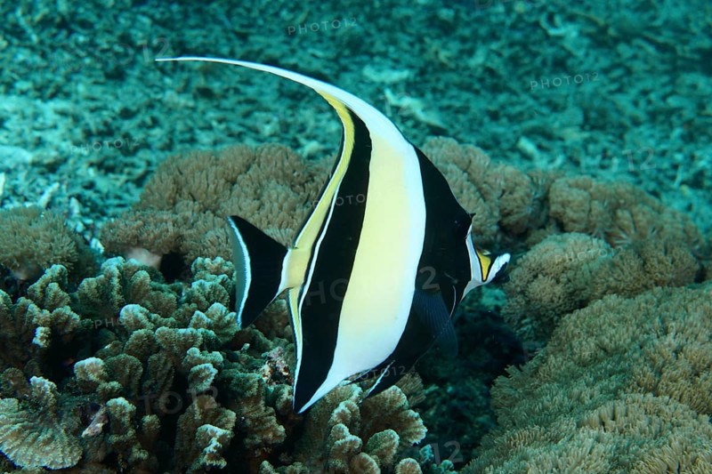 A tropical fish, halterfish (Zanclus cornutus), swimming above a coral reef in clear blue water, dive site SD, Nusa Ceningan, Nusa Penida, Bali, Indonesia, Asia