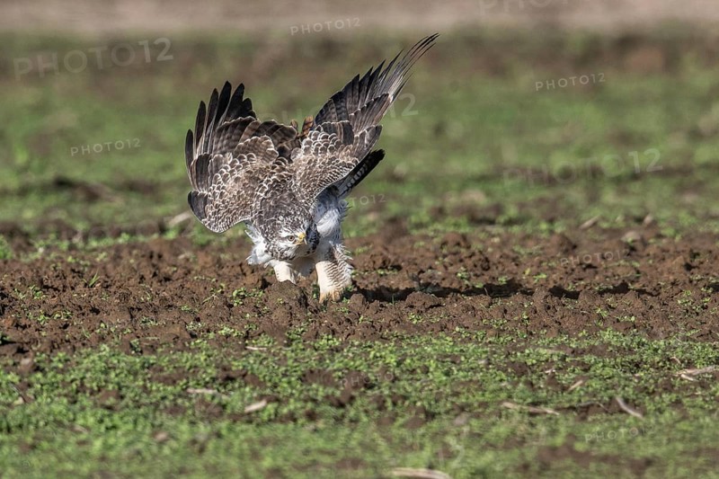Common buzzard (Buteo buteo), Emsland, Lower Saxony, Germany, Europe