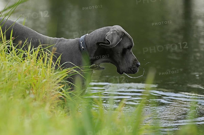 Great Dane, Saupacker, Great Dane