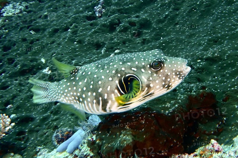 A spotted white-spotted pufferfish (Arothron hispidus) swimming above a green coral reef bottom, dive site SD, Nusa Ceningan, Nusa Penida, Bali, Indonesia, Asia