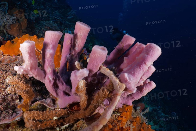 Pink large tube sponge (Haliclona (Reniera) on a colourful coral reef, dive site SD, Nusa Ceningan, Nusa Penida, Bali, Indonesia, Asia