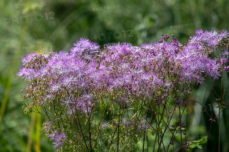 Greater meadow-rue (Thalictrum aquilegiifolium), Münsterland, North Rhine-Westphalia, Germany, Europe