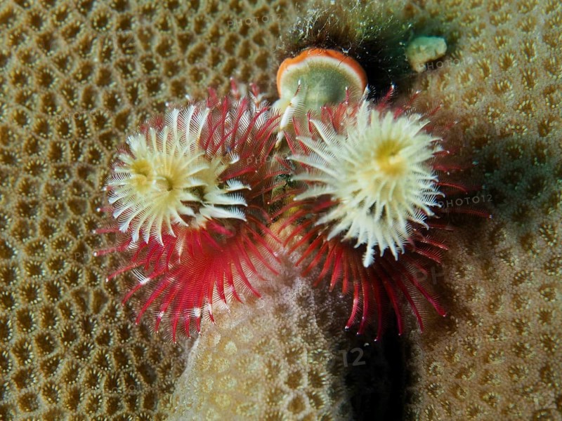 Red and beige spiral worms, Indo-Pacific Christmas tree worm (Spirobranchus corniculatus), on a brown coral underwater, dive site Prapat, Penyapangan, Bali, Indonesia, Asia