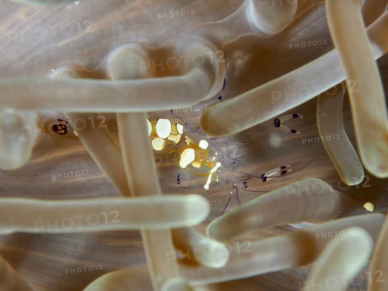 Transparent peacock anemone shrimp (Ancylocaris brevicarpalis) in beige-coloured sea anemone on the seabed, dive site SD, Nusa Ceningan, Nusa Penida, Bali, Indonesia, Asia