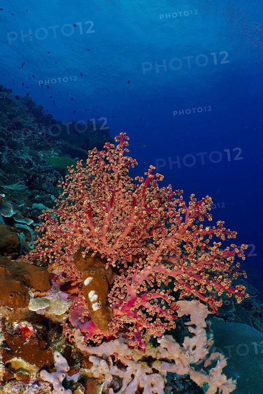 Pink coral formation, Godeffroy's soft coral (Siphonogorgia godeffroyi), in a lively reef underwater with deep blue, dive site SD, Nusa Ceningan, Nusa Penida, Bali, Indonesia, Asia