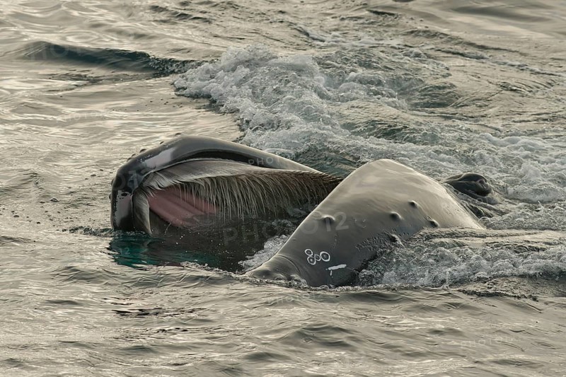 Humpback whale (Megaptera novaeangliae) feeding at the sea surface, Barents Sea, Northeast Iceland, Svalbard and Jan Mayen archipelago, Norway, Europe
