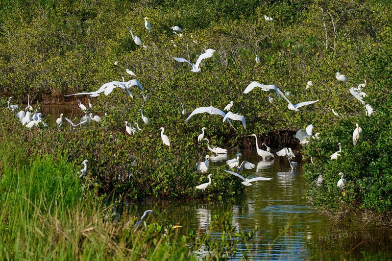 Great Egret (Egretta alba), Great White Egret (Egretta thula), group of birds gathering in a green pond with lush vegetation, Black Point Wildlife Drive, Titusville, Florida, USA, North America
