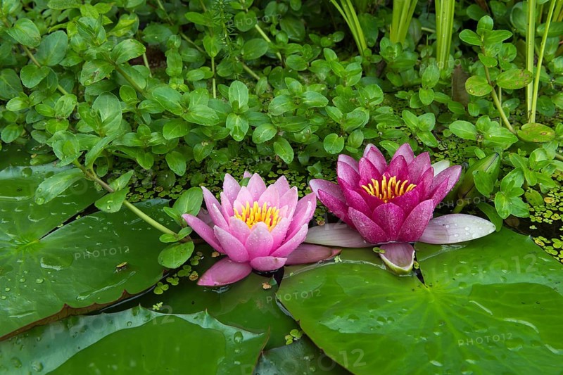 Red and pink water lilies (Nymphaea) on green leaves in a pond, duckweed, pink, Baden-Württemberg, Germany, Europe