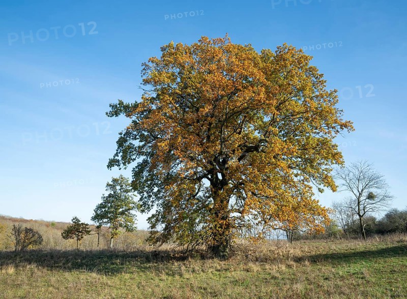 English oak (Quercus robur), solitary tree in a meadow, in autumn with yellow discoloured leaves, blue sky, Thuringia, Germany, Europe