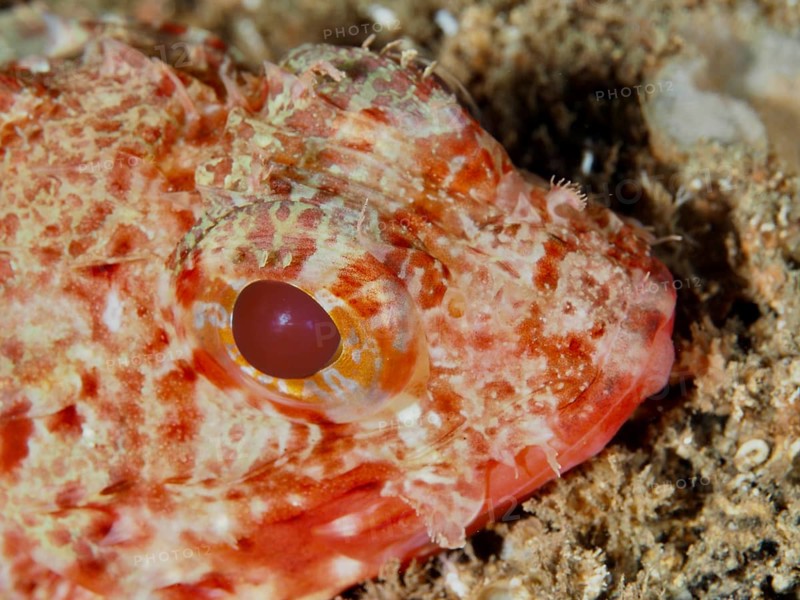 Close-up of the head of a Small red scorpionfish (Scorpaena notata) with prominent red eyes and scales in the Mediterranean Sea near Hyères. Dive site Les Grottes, Giens peninsula, Provence Alpes Côte d'Azur, France, Europe