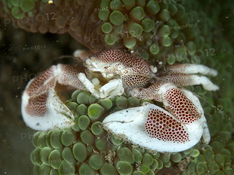 A porcelain crab, spotted porcelain crab (Neopetrolisthes maculatus), in a green sea anemone, dive site House Reef, Penyapangan, Bali, Indonesia, Asia