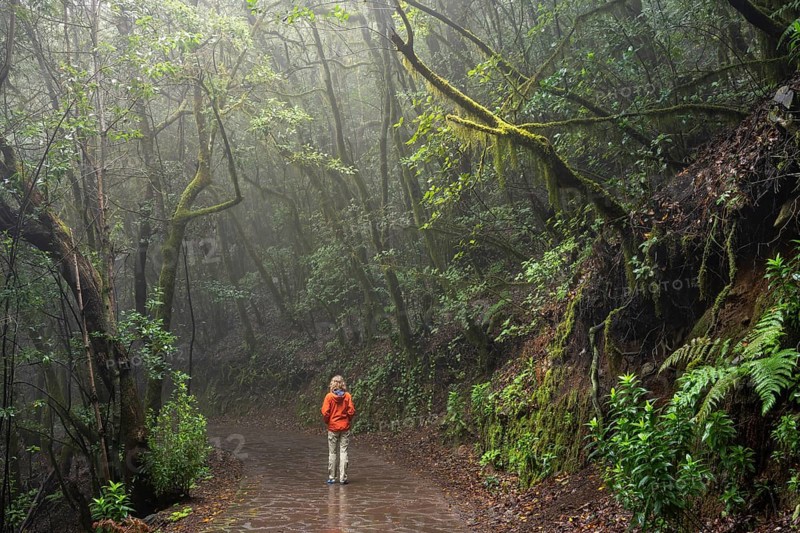 A hiker on a hiking trail in the cloud forest. Trees with moss. Foggy weather. Garajonay National Park, La Gomera, Canary Islands, Spain, Europe