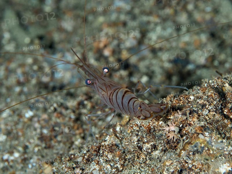 Shrimp with long antennae, saw shrimp, large rock shrimp (Palaemon serratus) on sandy bottom, dive site Les Grottes, Giens peninsula, Provence Alpes Côte d'Azur, France, Europe