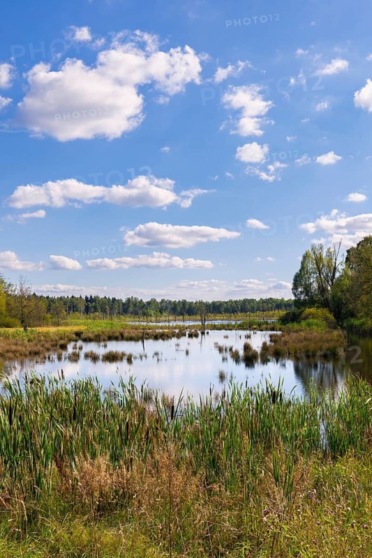 A marshland with reeds and trees under a blue sky with clouds, Schwenninger moss, Villingen-Schwenningen, Black Forest-Baarkreis, Baden-Württemberg, Germany, Europe