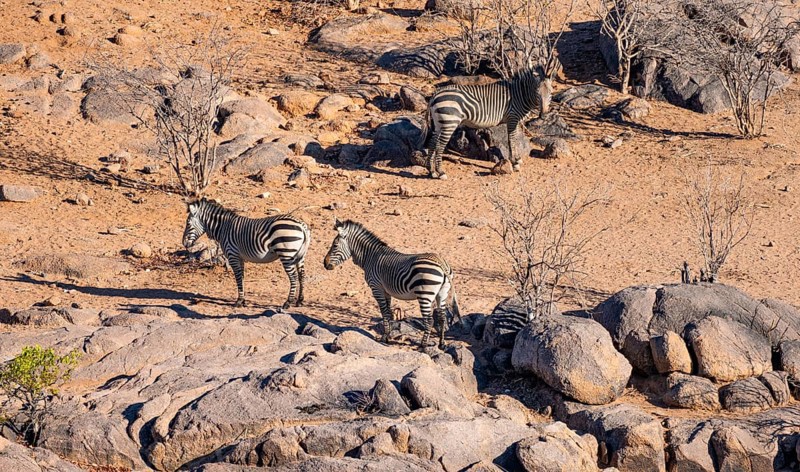 Three hartmann's mountain zebras (Equus zebra hartmannae) between rocks, from above, Hobatere Concession, Namibia, Africa