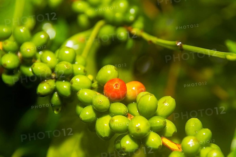 Coffee fruits on the bush (Coffea), Costa Rica, Central America