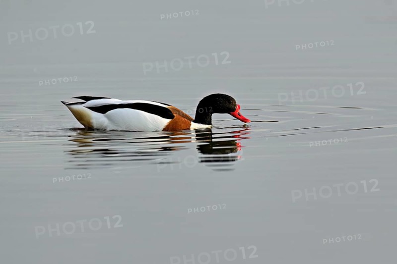 Shelduck (Tadorna tadorna), male swimming, Texel, West Frisian Island, province of North Holland, Netherlands