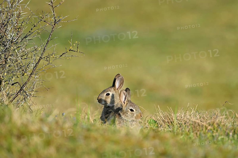 Two wild rabbits (Oryctolagus cuniculus), sitting on a meadow, Texel, West Frisian Islands, province of North Holland, Netherlands