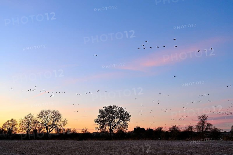 White-fronted goose (Anser albifrons), a flock of wild geese flies at dawn, Lower Rhine, North Rhine-Westphalia, Germany, Europe