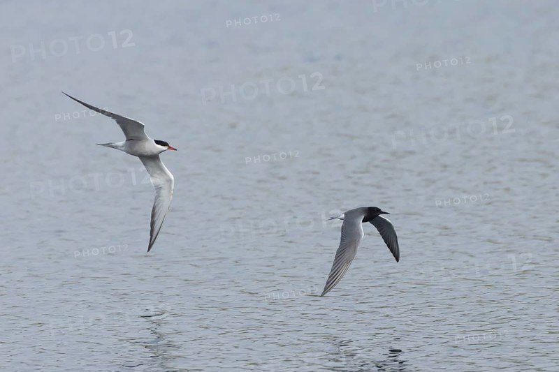 Black tern (Chlidonias niger) adult bird being chased by a Common tern (Sterna hirundo) over a lake, Suffolk, England, United Kingdom, Europe