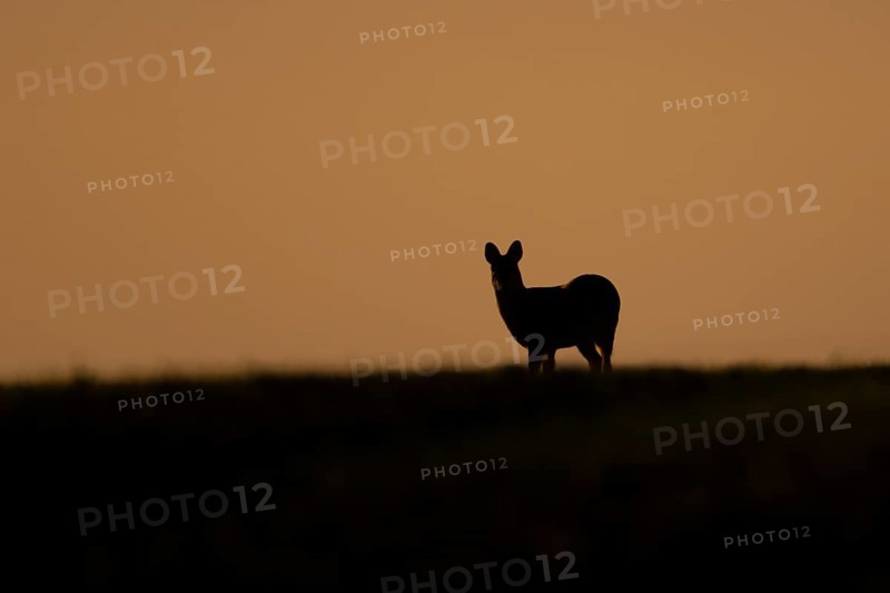 Chinese water deer (Hydropotes inermis) adult animal silhouette standing on a hillside at sunset, England, United Kingdom, Europe