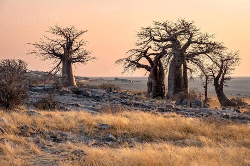 African baobab or baobab tree (Adansonia digitata), several trees at sunrise, Kubu Island (Lekubu), Sowa Pan, Makgadikgadi salt pans, Botswana, Africa