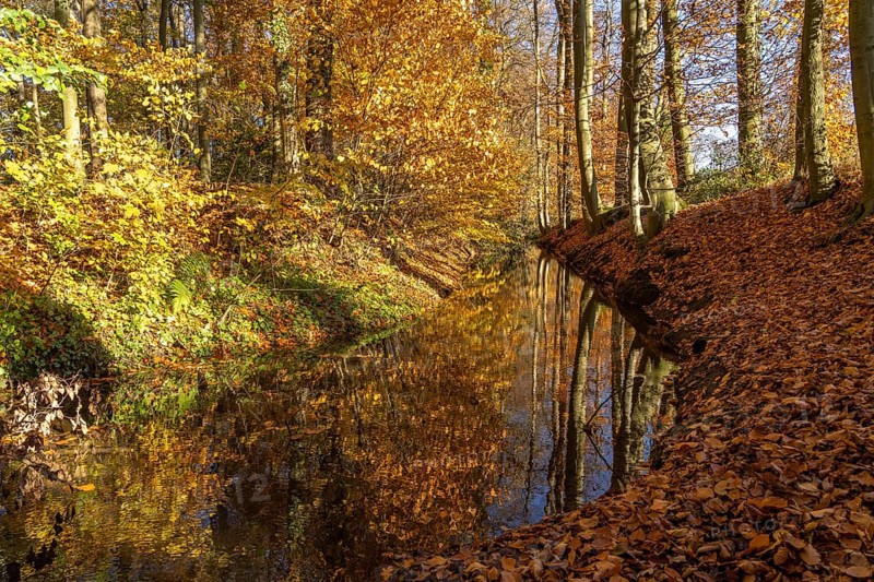 Autumn by a stream in the forest near Havixbeck, Münsterland, North Rhine-Westphalia, Germany, Europe