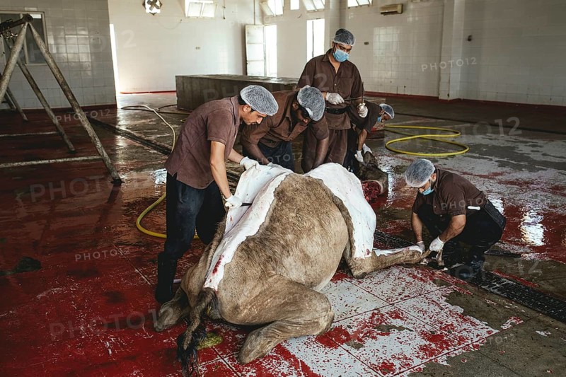 Cutting up a slaughtered dromedary (camelus dromedarius), camel slaughter, Salalah slaughterhouse, Dhofar, Oman, Asia