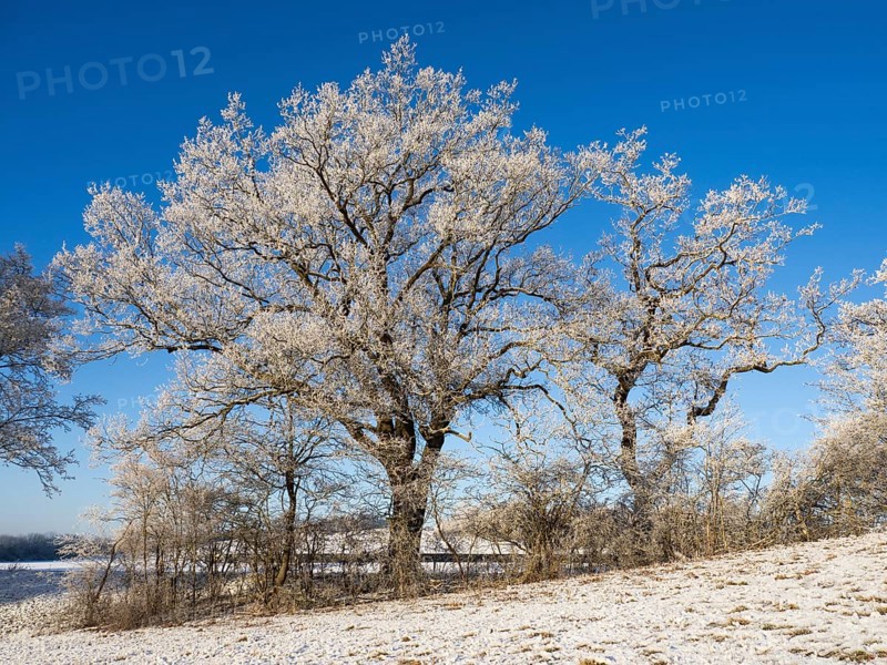 Oak Trees (Quercus robur), covered in hoar frost, set against a blue sky in winter, North Hesse, Germany, Europe