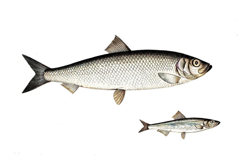 Fish, fish, top: Genus of fish, true herrings, Clupea Sprattus, the Spratz. bottom: Fish genus Herring, Clupea Harengus, the Herring, Historic, digitally restored reproduction from a 19th century original, Record date not stated