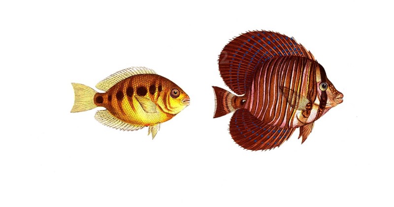 Fish, fishes, left: Genus butterflyfish, Chaetodon maculatus, the spotted clownfish. right: Acanthurus velifer, the sail bearer, The Sail, Historic, digitally restored reproduction from a 19th century original, Record date not stated