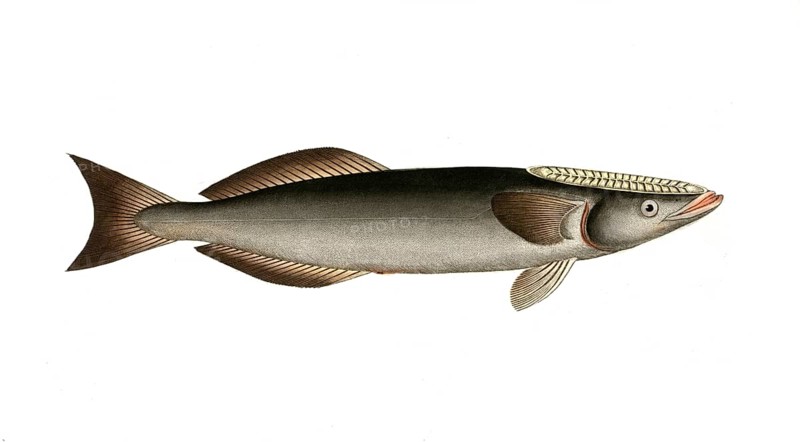 Fish, Fish, Echeneis Remora, Common remora, sharksucker, Historical, digitally restored reproduction from a 19th century original, Record date not stated