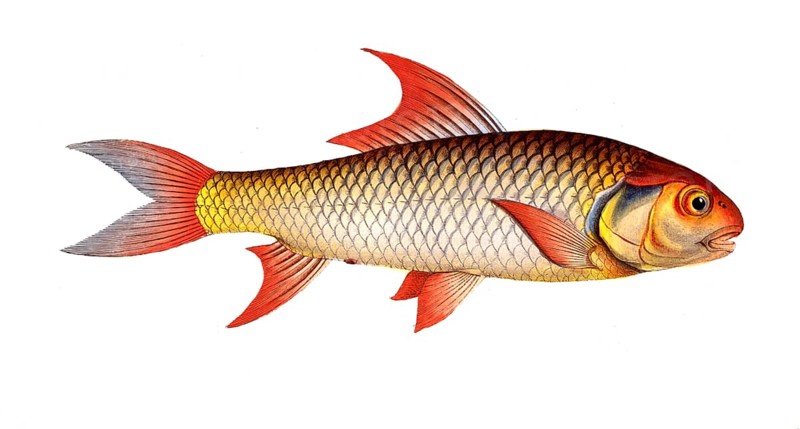 Fish, Fish, Cypranus falcatus, Sickle carp, Historical, digitally restored reproduction from a 19th century original, Record date not stated