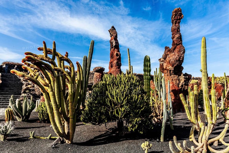 2016, Guatiza, Lanzarote, Jardin de Cactus by Cesar Manrique, ESP, Spain, Canary Islands, Canary Islands, Atlantic Ocean, Lanzarote, biosphere reserve, volcano, volcanism, volcanic island, island, recording date, Europe