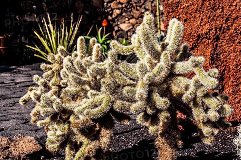 2016, Guatiza, Lanzarote, Jardin de Cactus by Cesar Manrique, ESP, Spain, Canary Islands, Canary Islands, Atlantic Ocean, Lanzarote, biosphere reserve, volcano, volcanism, volcanic island, island, recording date, Europe
