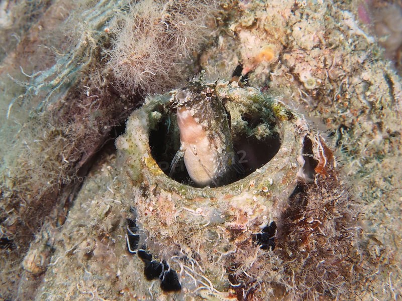 A sabre-toothed blenny (Petroscirtes mitratus) hiding in a plastic canister, marine pollution, surrounded by underwater vegetation, dive site House Reef, Mangrove Bay, El Quesir, Red mangrove, Egypt, Africa