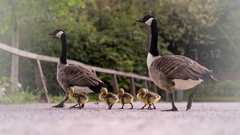 Canada goose chicks (Branta canadensis) four with their parents crossing a gravel path, goose march, background blurred with fence and green bushes, Rombergpark, Dortmund, North Rhine-Westphalia, Germany, Europe