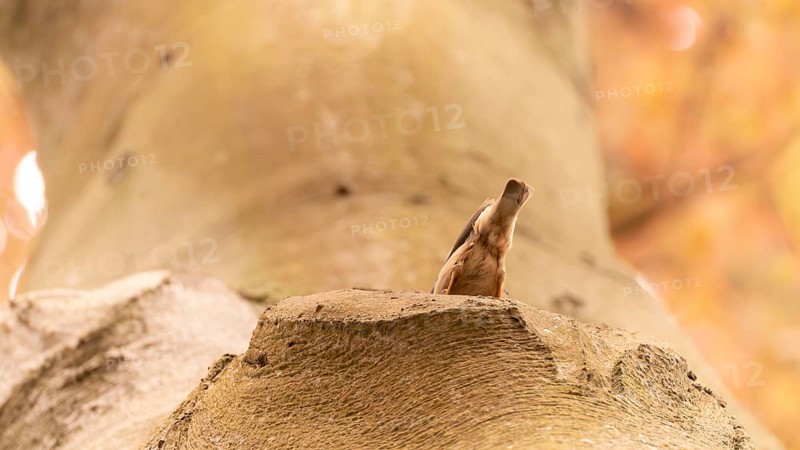 Nuthatch (Sitta europaea) at its natural breeding cavity in a thick tree, rump and tail still sticking out of the tree cavity, view along the trunk towards the sky, Dortmund, North Rhine-Westphalia, Germany, Europe