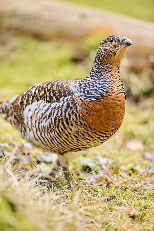 Western capercaillie (Tetrao urogallus) female (hen) standing on the ground at the edge of a foest, Bavaria, Germany, Europe