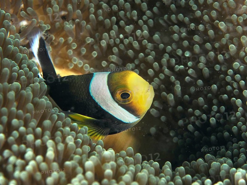 Yellow-black saddle spot anemonefish (Amphiprion polymnus) emerges from a sea anemone in the sea, dive site Puri Jati, Umeanyar, Bali, Indonesia, Asia