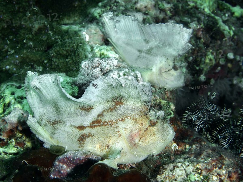 A pair of rocking fish (Taenianotus triacanthus) on the seabed in a dark environment, dive site Pidada, Penyapangan, Bali, Indonesia, dive site Pidada, Penyapangan, Bali, Indonesia, Asia