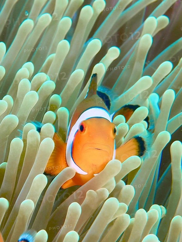 An Ocellaris Clownfish (Amphiprion ocellaris), Nemo, looks curiously between the tentacles of a sea anemone, dive site Twin Reef, Penyapangan, Bali, Indonesia, Asia