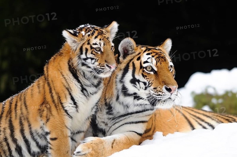 A tiger young lovingly cuddles up to its mother in the snow, Siberian tiger (Panthera tigris altaica), captive, found in Russia, North Korea and China