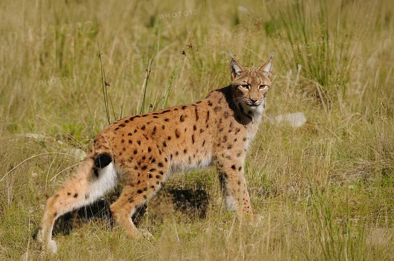 A lynx stands vigil in a meadow surrounded by tall grass and natural vegetation, Carpathian lynx (Lynx lynx carpathicus), Bavarian Forest National Park, Bavaria