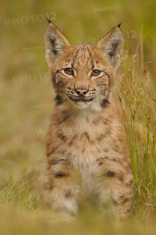 A small lynx stands in a meadow, its eyes curious and alert, Carpathian lynx (Lynx lynx carpathicus), Bavarian Forest National Park, Bavaria