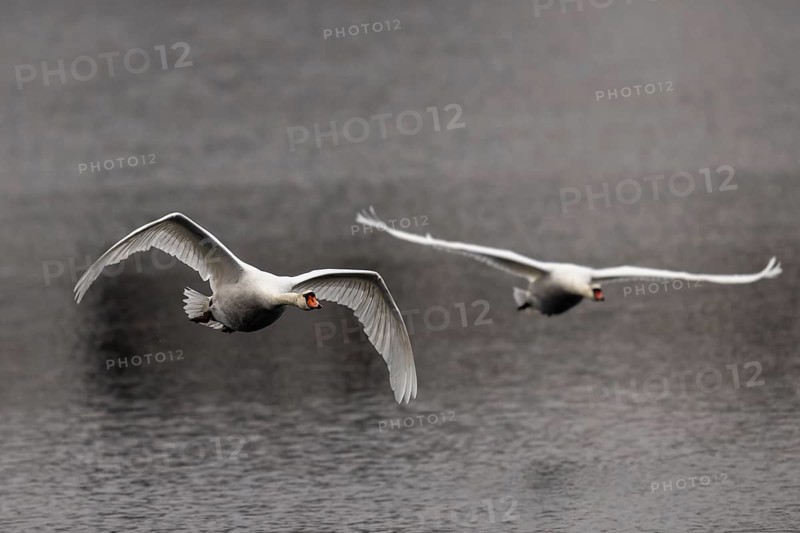 Two swans flying synchronised over calm water, Mute Swan, (cygnus olor), wildlife, Germany, Europe