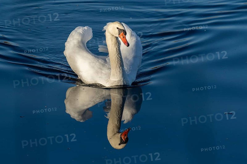 An elegant swan is reflected in the calm blue water, Mute Swan, (cygnus olor), wildlife, Germany, Europe