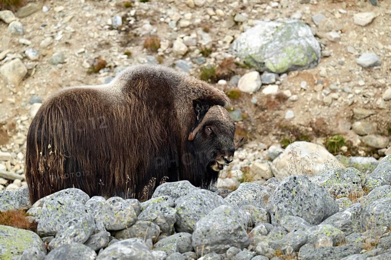 Musk ox (Ovibos moschatus) standing between large rocks, Dovrefjell-Sunndalsfjella National Park, Norway, Europe